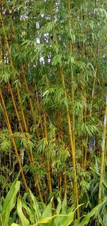 Bamboo forest wallpaper with lush greenery