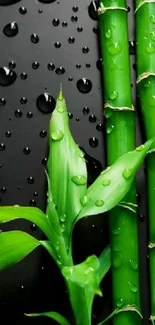 Vibrant bamboo and leaves with water droplets.