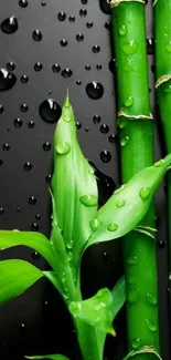 Green bamboo stalks with dew on black background wallpaper.