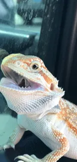 Close-up of a vibrant bearded dragon in a colorful setting.