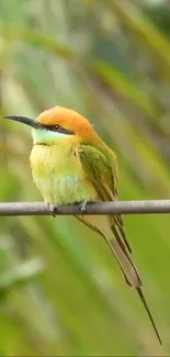 Colorful bird perched on a branch in nature.