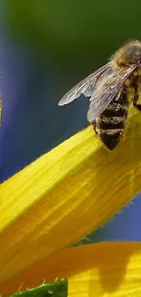Bee on a vibrant yellow sunflower petal, capturing nature's beauty.