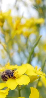 Close-up of a bee on bright yellow flowers.