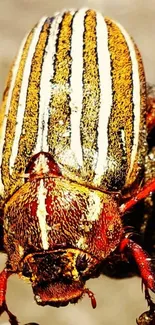 Close-up of a vibrantly striped beetle on a natural background.