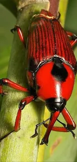 Vibrant red beetle on green leaf, nature-inspired mobile wallpaper.