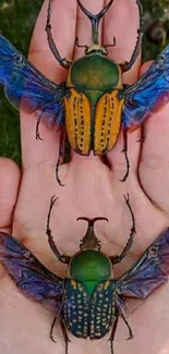 Two colorful beetles resting in a human hand.