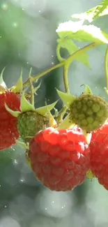 Close-up of red berries with green leaves against a blurry natural background.