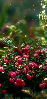 Lush green and red berry mobile wallpaper.