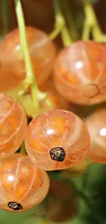 Vibrant orange berries closeup on green background wallpaper.