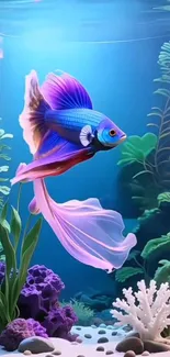 Colorful betta fish swimming in a vibrant aquarium with lush plants.