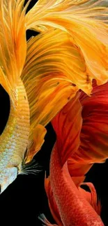 Two colorful Betta fish with flowing fins on a dark background.