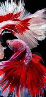 Vibrant red and white Betta fish on a black background.