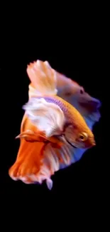 Vibrant Betta fish with orange and blue hues on a black background.