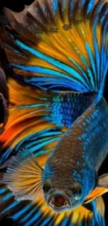 Vibrant Betta fish with blue and orange fins against a dark background.