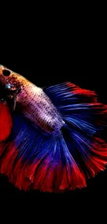 Vibrant red and blue Betta fish on black background.