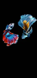 Vivid blue and red Betta fish on black background.