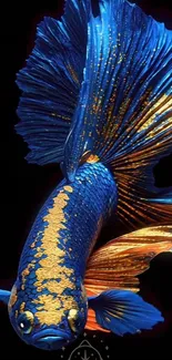 Striking blue and gold Betta fish artwork