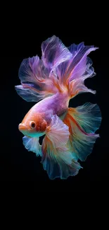 Vibrant Betta fish with colorful fins on a dark background.