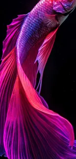 Vibrant pink betta fish against a dark background wallpaper.