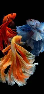 Colorful Betta fish artwork mobile wallpaper.