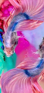 Vibrant pink and blue betta fish in artistic mobile wallpaper.