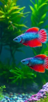 Two vibrant betta fish swimming with green aquatic plants backdrop.