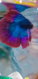 Blue and red betta fish with vibrant colors swimming gracefully.