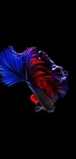 Vibrant blue and red betta fish on black background.