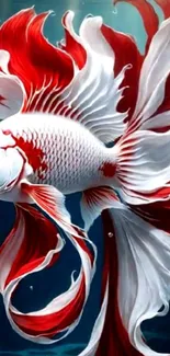 Vibrant red and white Betta fish in water, showcasing flowing fins.