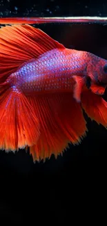 Colorful Betta fish swimming in dark waters, showcasing vibrant colors.