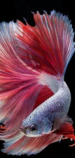 Vibrant Betta fish with red and blue fins on a black background.