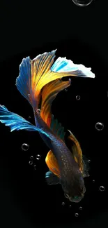 Vibrant blue and orange Betta fish with bubbles on a black background.