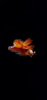 Vibrant Betta fish swimming on a black background.