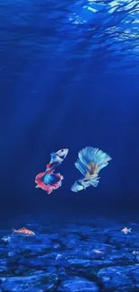 Vibrant Betta fish swimming in blue underwater scenery.