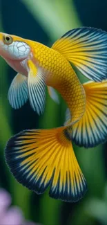 Vibrant yellow and blue betta fish underwater.