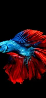 Vibrant Betta fish with blue body and red fins on a black background.