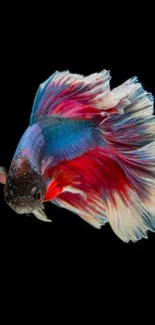 Vibrant Betta fish with colorful fins on a black background.