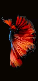 Vibrant Betta fish against black background