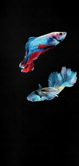 Vibrant betta fish on a sleek black background wallpaper.