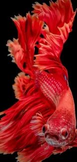 Vibrant red Betta fish against a black background.