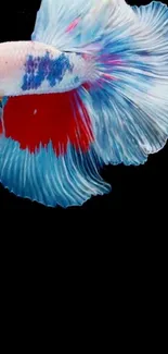 Vibrant Betta fish with colorful fins on a black background wallpaper.