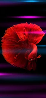 Red betta fish with vibrant fins on a dark gradient background.