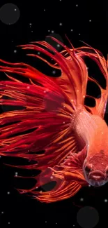 Vibrant red Betta fish on a black background mobile wallpaper.