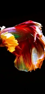 Vibrant Betta fish with flowing fins and rich colors against black.