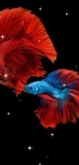 Colorful Betta fish swimming against black background.