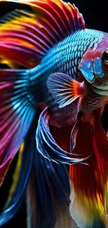 Colorful Betta fish with vibrant fins in a striking close-up image.