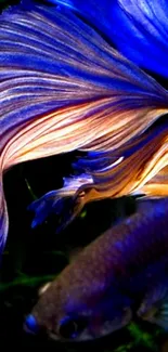 Stunning blue and purple Betta fish with colorful fins.