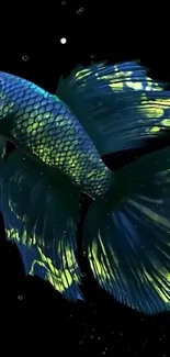 Vibrant Betta fish with blue and green colors on black background.