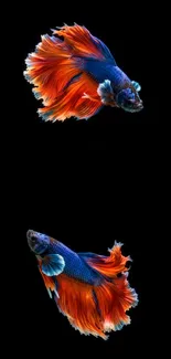 Colorful Betta fish swimming on dark background.