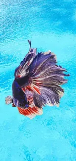 Vibrant betta fish swims in blue waters.